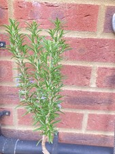 Rosemary plant, herbs