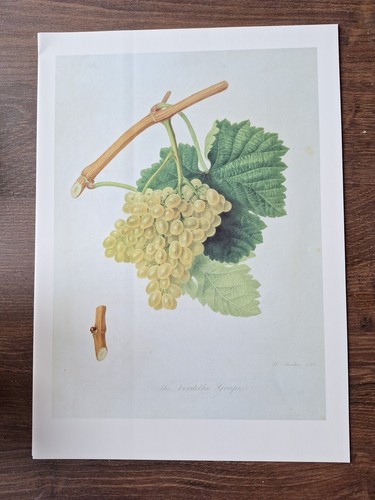 Vintage verdelho grape - verdelho,
