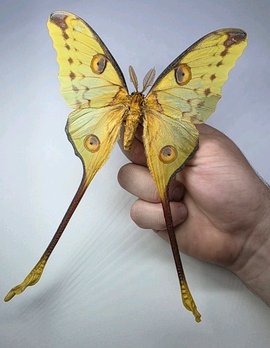 Huge comet moth argema - comet, moth.