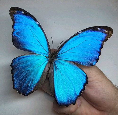 Morpho didous set - morpho, a1-