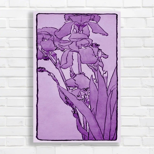Vibrant iris flower purple - flower,
