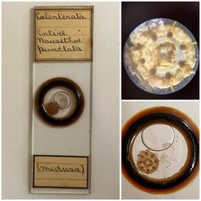 Antique Fluid Filled Microscope Slide. Entire Crown Jellyfish. By F&G.