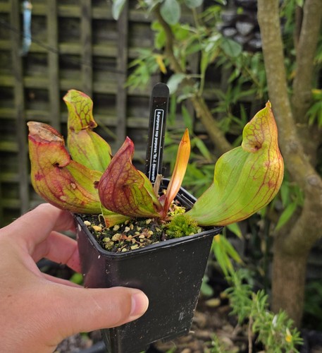 Sarracenia purpurea ssp - sarracenia,