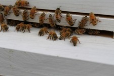 15 REAL Fresh Honeybees 15