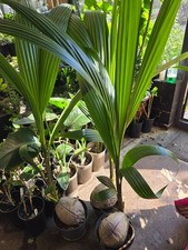 COCONUT PLANT-COCOS NUCIFERA LARGE HEALTHY PLANT IN 3 LTR POT HOUSE PLANT