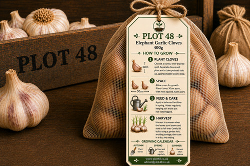 Elephant garlic cloves - garlic,