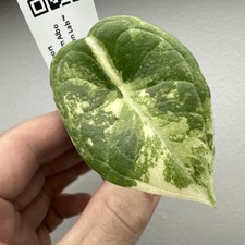 Alocasia Platinum Albo - Very