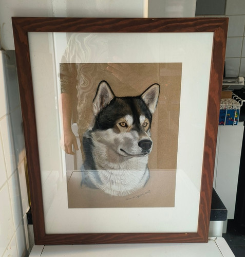 Beautiful husky dog soft - husky,