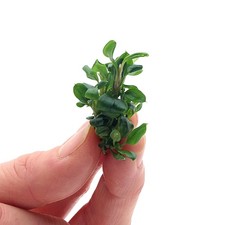 Anubias nana vitro - nana, live
