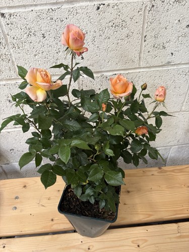 Floribunda rose plant 5 - in,