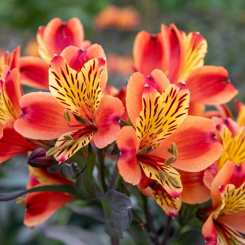 Alstroemeria indian summer - alstroemeria,