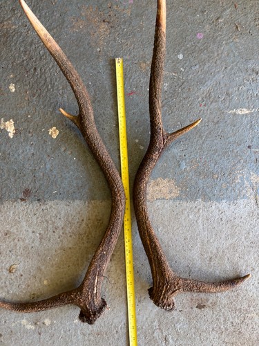 Red deer antlers - deer,