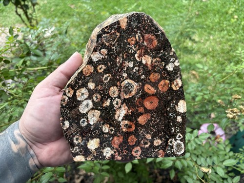 Obicular granite - obicular,