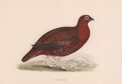 Red grouse morris british - morris's,