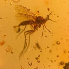GNAT in Burmese / Burmite amber fossil / 100% genuine amber / Spectacular 
