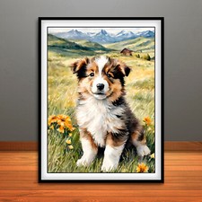 Sheltie - Shetland Sheepdog