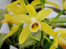Cattleya luteola species
