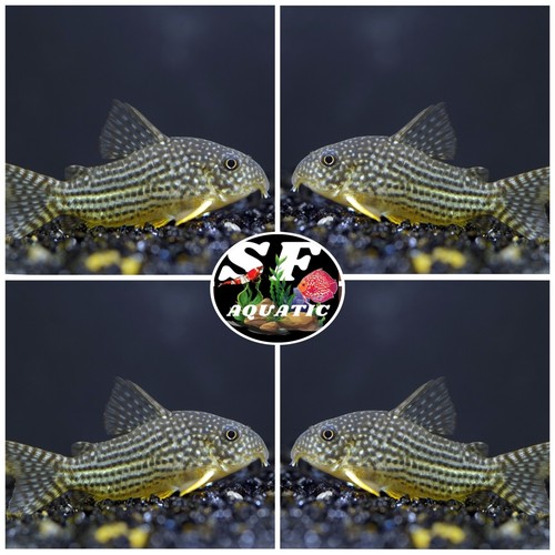 Sterbai cory corydoras - 5x,