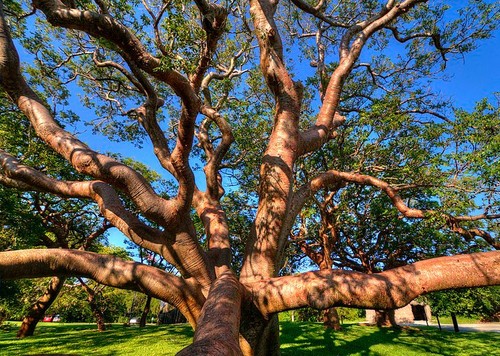 Bursera simaruba gumbolimbo - ,