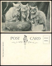 3 Cats Kittens Putting Their