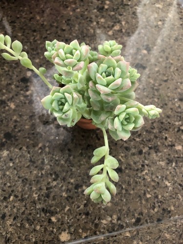 Echeveria profilica - 2x,