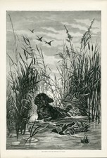 IRISH WATER SPANIEL DOG DUCK