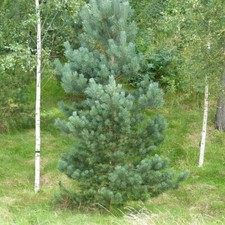 3 Scots Pine Trees 20-25cm Tall,Native Evergreen Pinus Sylvestris 2yr old 