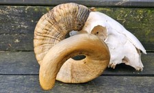 Amazing Ram Skull taxidermy