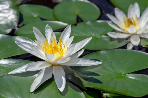 Nymphaea hermine water - water, lily