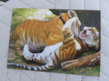 Liger - cub, unused, big cat