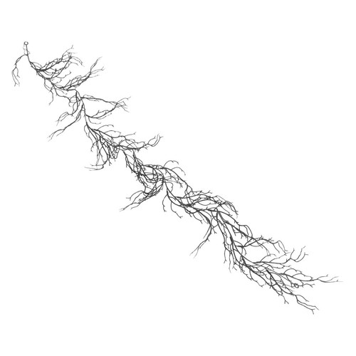 Indoor twig plants curly - indoor,