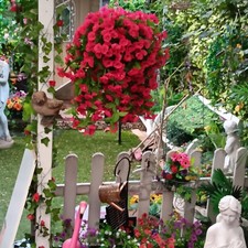 ☘️Large Artificial Hanging Basket Trailing  Fuchsia Width 16"x height 29"