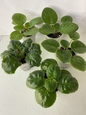 Set of 5 young plants 