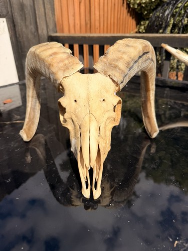 Real rams skull taxidermy with - real,