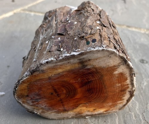 English yew woodturning - yew, woodturning/wood