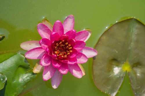 Nymphaea laydekeri fulgens - 'laydekeri, fulgens'