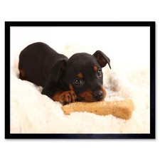 Photography Composition Animal