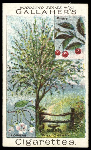 Gallaher woodland trees - -, trees'