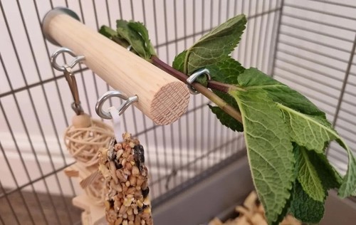 Perch hooks pet - hooks,