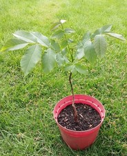 Walnut Tree 40cms Tall