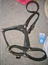 Leather Headcollar