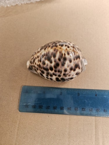 Large tiger cowrie shell - tiger,