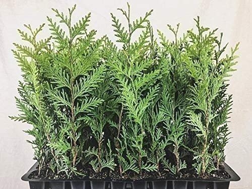 Thuja green giant live - green,