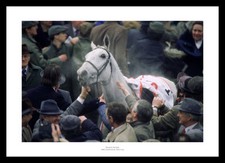 Desert Orchid 1989 Cheltenham