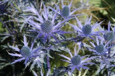 Eryngium - Sea Holly - SEED X