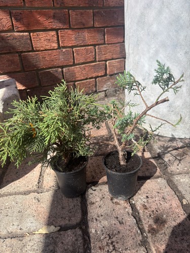 Juniper stricta conifer - 2x,