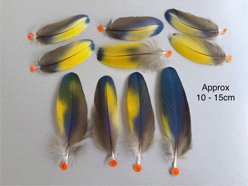 Parrot macaw feather crafts - parrot,