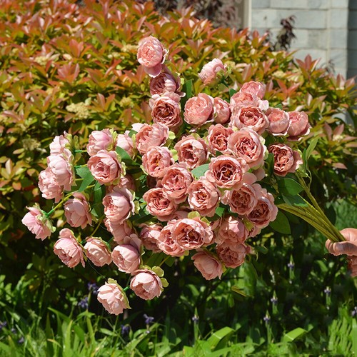 Heads peony paeonia rose - heads,