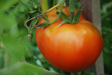 TOMATO MOSKVICH 50 FINEST SEEDS