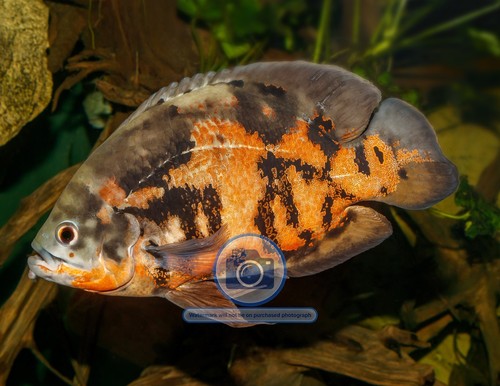 Oscar fish karlsruhe - oscar,